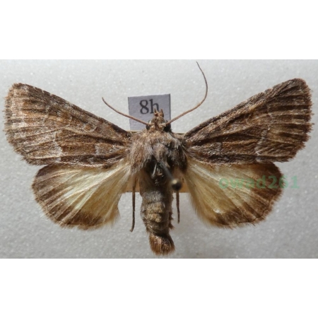 Thalpophila matura (Hufnagel, 1766) Ponurzyca źralica Czech8h